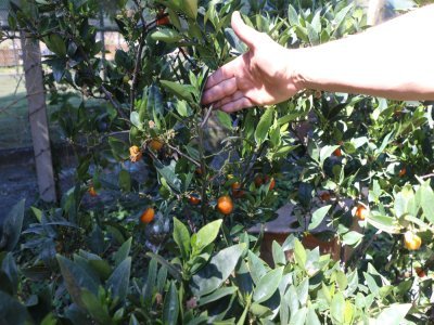 4. L'allée des agrumes
L'allée des buis a été remplacée par celle des agrumes où se trouvent avocatiers, néfliers du Japon, etc. Sur cette photo, c'est un hybride nommé "Kugli", entre la limette et le kumquat. Il s'agit d'un agrume robuste de petite taille.