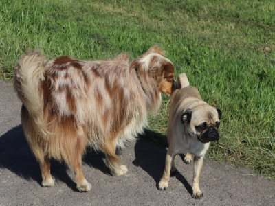 A la Prairie, chiens et maîtres sociabilisent très facilement.