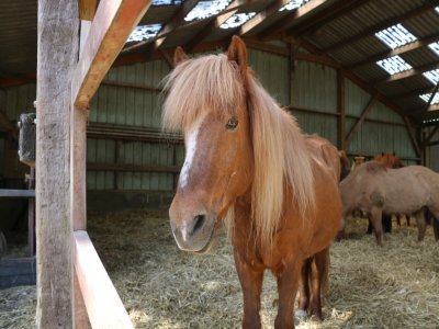 130 poneys vivent à la ferme équestre de Bois-Guilbert. Il y a à la fois des shetlands et des chevaux islandais, considérés comme des poneys car leur taille est similaire.