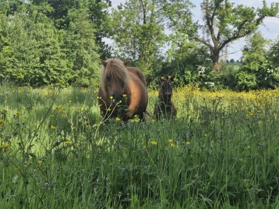 La ferme équestre de Bois-Guilbert fait aussi de l'élevage. Agathe de Pas, cogérante du lieu, veille sur ses poneys et leurs poulains.