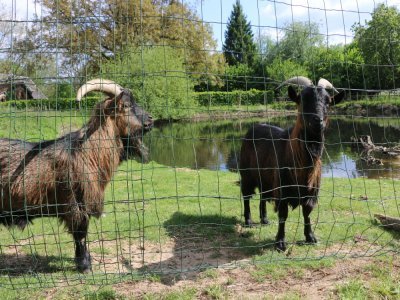A la ferme équestre de Bois-Guilbert, des chèvres, des oies, des moutons, un cochon, des ânes et une tortue vivent aussi à côté des poneys.