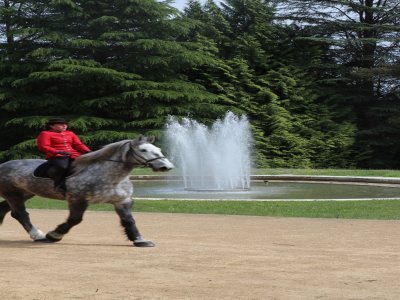 Après la présentation de l'Equirando, plusieurs chevaux du haras du Pin ont été présentés devant la mairie de Bagnoles-de-l'Orne.