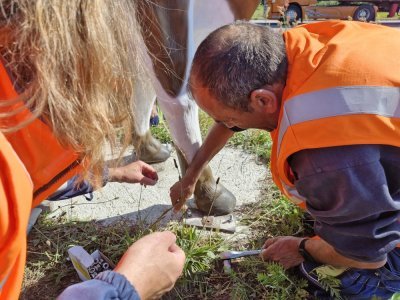 Les vaches du rond-Point des Vaches de Saint-Etienne-du-Rouvray sont de retour, mardi 20 mai. Elles ont été fixées au sol pour éviter tout vandalisme. - Tendance Ouest