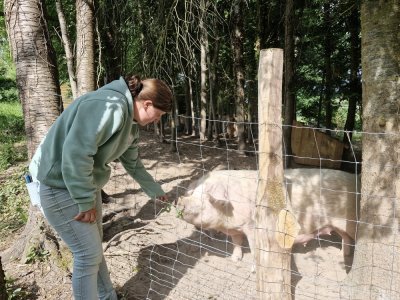 Cochons, mais aussi chevaux, ânes et un veau sont à découvrir cet été à la ferme pédagogique de la Foucaudière.