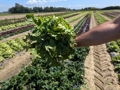 Les salades commencent à pourrir. - Célia Caradec