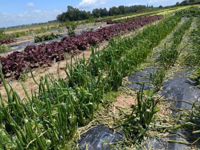 L'orage a balayé les cibots et les herbes aromatiques. - Célia Caradec