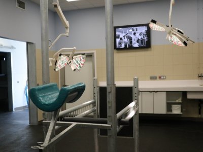 L'hôpital équin à tout d'un CHU : salle d'anesthésie, bloc opératoire (sur la photo) et salle de réveil. - Elvire Alix