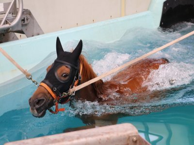 Il y a aussi une piscine pour que le cheval puisse faire de la rééducation. - Elvire Alix