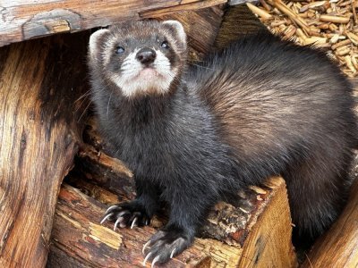 Au parc du Yack Blanc, les animaux, dont les furets, vivent en liberté. Vous pouvez les approcher grâce à une visite en calèche du domaine.