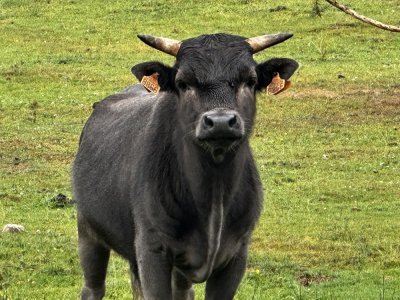 80% des animaux du parc du Yack Blanc sont des rescapés.