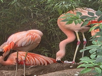 Les flamants roses du Chili prennent soin du nouveau venu au zoo de Champrépus. - Zoo de Champrépus