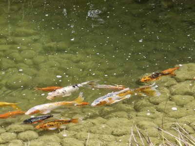Des carpes koï bien curieuses peuplent le jardin. - Célia Caradec