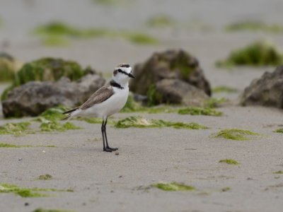 Le gravelot à collier interrompu est un oiseau typique de nos plages normandes : il faut veiller à sa protection ! - Wikicommons