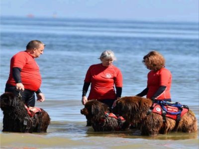 Des bénévoles d'Aquadog Normandie et leurs chiens sauveteurs, les terre-neuve, qui peuvent tracteur jusqu'à 8 fois leur poids ! - Aquadog