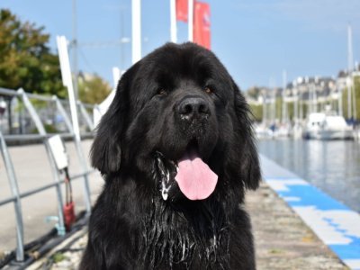 On imagine assez bien la taille de la "léchouille" ! - Aquadog Normandie