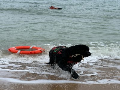 Ils scrutent l'horizon, plongent la tête sous l'eau et sauvent des vies. - Aquadog Normandie