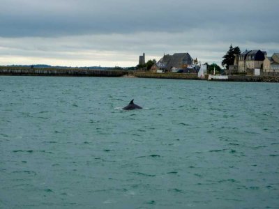 Les chanceux qui ont pris le bateau amphibie pour rejoindre l'île Tatihou ont eu le bonheur d'admirer des dauphins lors de la traversée ! - Tendance Ouest