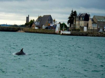 Alerté par l'un des voyageurs, le pilote a fait durer le plaisir, en faisant des cercles dans l'eau. - Tendance Ouest
