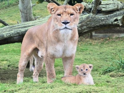 Doom et sa petite, au zoo de Cerza. - Zoo de Cerza