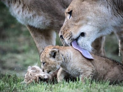 Guetti et ses jumelles, récemment nées au zoo de Cerza. - Franck Loiseau
