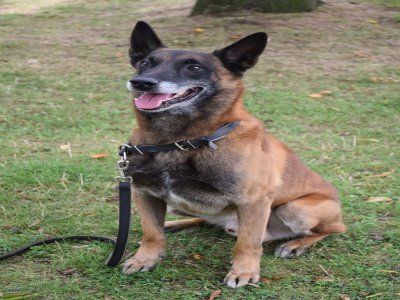 Napoléon, chien de la police nationale.