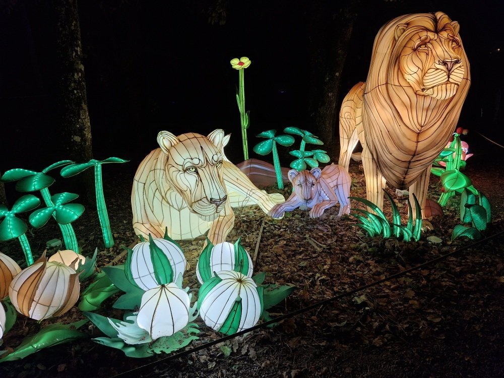 Stars du zoo, les lions trouvent aussi leur place dans cette balade féérique.