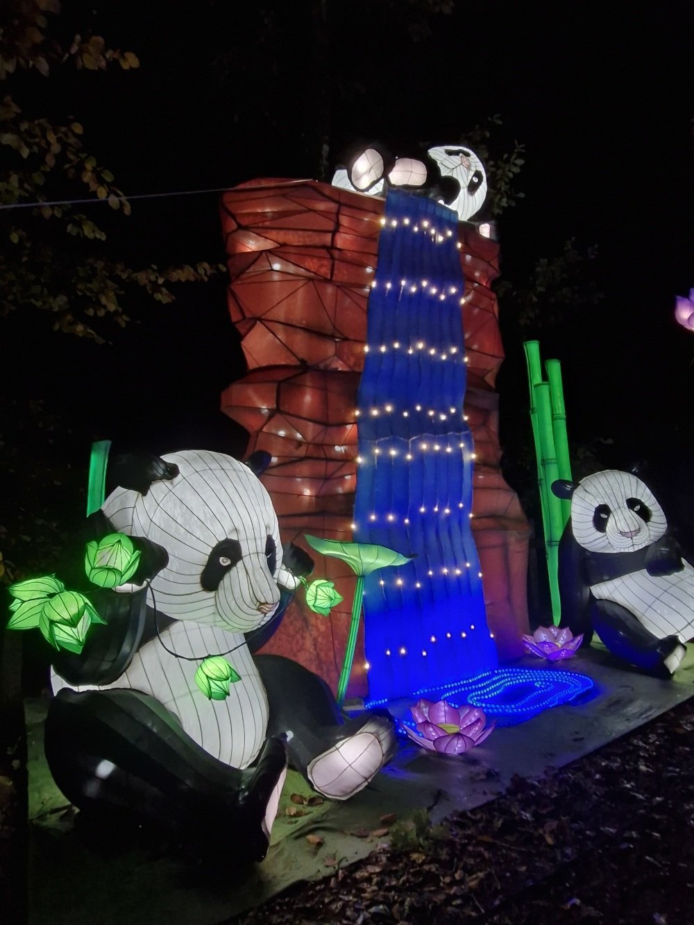 Les pandas, animaux chouchous du public, sont représentés dans Jungle de lumières.