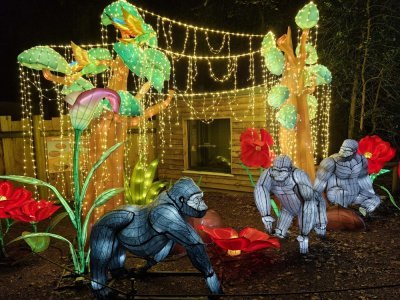 Les gorilles, pas présents habituellement dans le parc animalier, s'y invitent pour Jungle de lumières. Les gorilles, pas présents habituellement dans le parc animalier, s'y invitent pour Jungle de lumières.