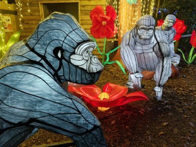 Imposants gorilles, dans l'un des plus beaux tableaux de cette jungle illuminée. Imposants gorilles, dans l'un des plus beaux tableaux de cette jungle illuminée.
