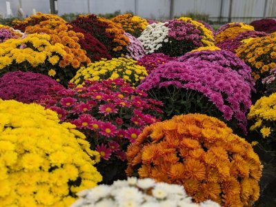 Les pomponettes sont la variété favorite des clients. - Célia Caradec