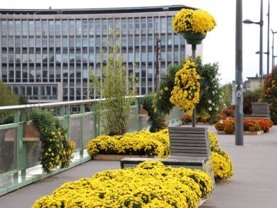 Les chrysanthèmes sont visibles sur le pont Boieldieu et au jardin des plantes jusqu'au 12 novembre 2025.