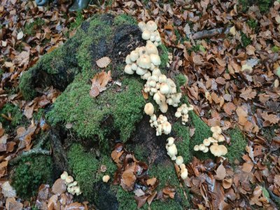 Une belle flambée de champignons. - Léo Besselièvre