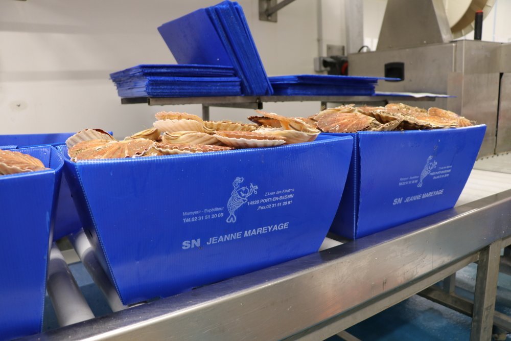 Les coquilles Saint-Jacques s&eacute;duisent les pays europ&eacute;ens et m&ecirc;me les Etats-Unis. Dans le cas du mareyeur "SN Jeanne", ces paquets de coquilles sont envoy&eacute;s&nbsp;partout en France.