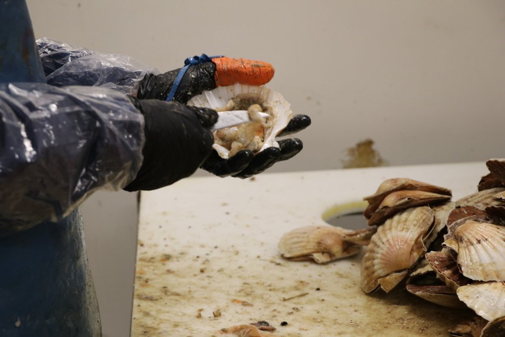 Alors qu'on pourrait penser que cette activit&eacute; est plut&ocirc;t masculine, Ingrid Cano, directrice de SN Jeanne Mareyage, assure que non&nbsp;: "Il faut &ecirc;tre sensible&nbsp;et d&eacute;licat pour d&eacute;cortiquer les coquilles."