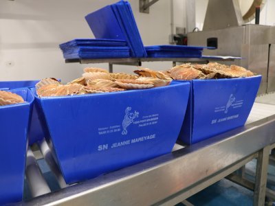 Les coquilles Saint-Jacques s&eacute;duisent les pays europ&eacute;ens et m&ecirc;me les Etats-Unis. Dans le cas du mareyeur "SN Jeanne", ces paquets de coquilles sont envoy&eacute;s&nbsp;partout en France.