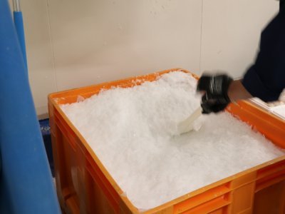 Les coquilles Saint-Jacques doivent rester au frais, d&egrave;s lors qu'elles sont p&ecirc;ch&eacute;es. Pour cela, cet immense bac de glace est mis &agrave; disposition au milieu du mareyage, et est aliment&eacute; par un distributeur situ&eacute; au-dessus.