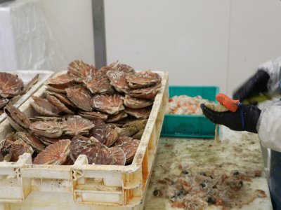 3. Une rapidité d'exécution
Certains mareyeurs décortiquent les coquilles avec une rapidité impressionnante. Des bacs comme celui-ci, ils peuvent en vider un par heure. Un véritable savoir-faire, souvent appris sur le tas.