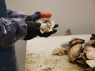 2. Un métier paritaire
Alors qu'on pourrait penser que cette activité est plutôt masculine, Ingrid Cano, directrice de SN Jeanne Mareyage, assure que non : "Il faut être sensible et délicat pour décortiquer les coquilles."