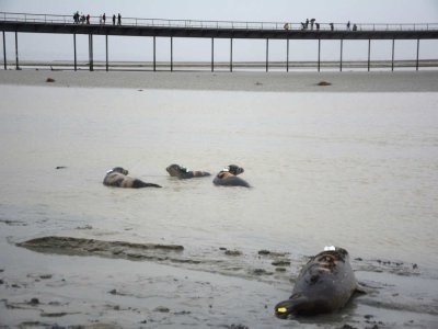 Les animaux retrouvent leur milieu naturel. - ©EPMSM