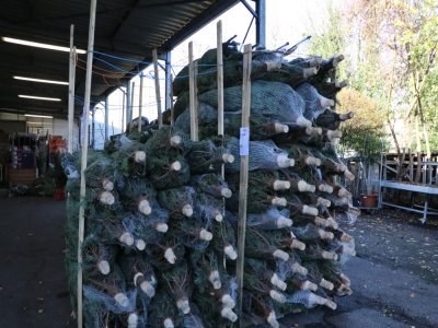 Au total 2 500 sapins sont vendus entre le 17 novembre et le 25 décembre à des fleuristes et des petites jardineries. Le produit phare est le ballot de 10kg de sapins (les branches) pour décorer les magasins, soit 2 000 ballots.