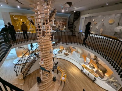 La rotonde, avec sa tornade d'oiseaux, est l'un des clous du Muséum. - Célia Caradec