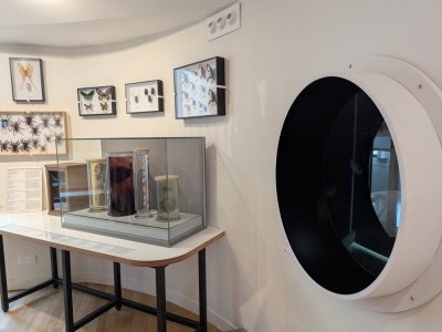 L'aquarium des méduses, les phasmes et la ruche ont réintégré le musée. - Célia Caradec