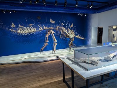 Le squelette du loricatosaurus priscus est bien mis en valeur. - Célia Caradec