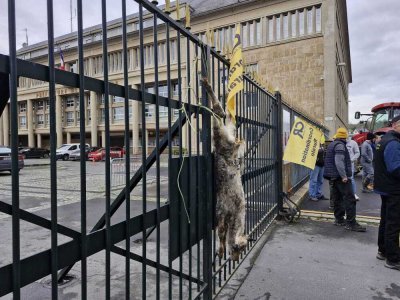 Le cadavre d'un veau a été accroché sur les grilles de la préfecture. - Thierry Valoi