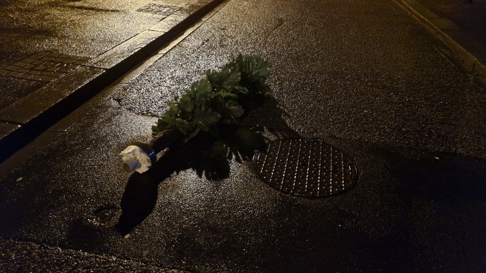 Un sapin, vestige d'une d&eacute;coration de No&euml;l, a &eacute;t&eacute; arrach&eacute; de son support.