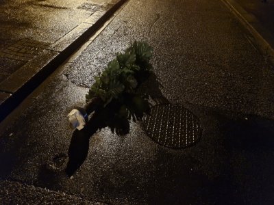 Un sapin, vestige d'une d&eacute;coration de No&euml;l, a &eacute;t&eacute; arrach&eacute; de son support. - Julien Rojo