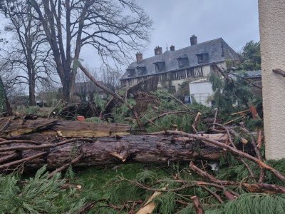 Un s&eacute;quo&iuml;a est tomb&eacute; sur une maison de Saint-Martin-du-Vivier. - Justine Carr&egrave;re