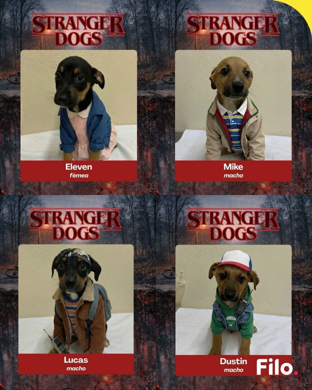 Les pensionnaires du refuge ont &eacute;t&eacute; habill&eacute;s pour faire &eacute;cho aux h&eacute;ros de la s&eacute;rie "Stranger Things".