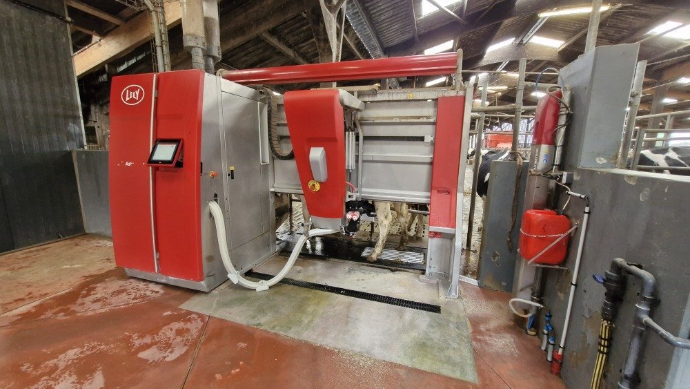 Les vaches viennent deux fois par jour au robot de traite.