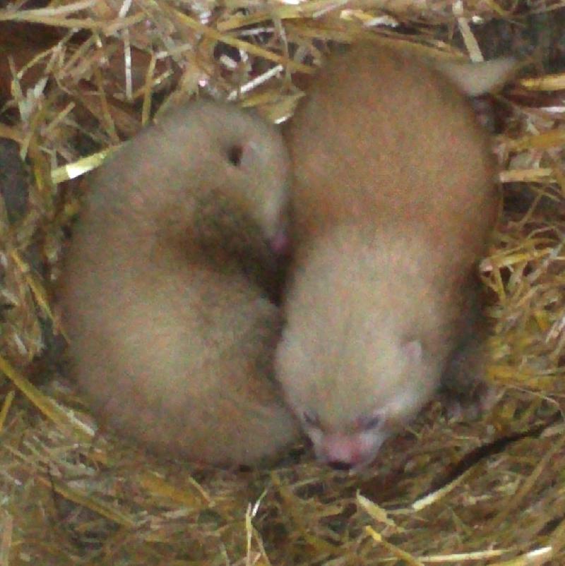 Les deux petits juste après leur naissance